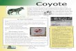 Coyote - Wisconsin Department of Natural Resourcesdnr.wi.gov/files/PDF/pubs/wm/wm0567.pdf · 2014-08-14 · Coyote Coyotes are naturally secretive creatures, but they are opportunistic