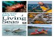 The way back to Living Seas - The Wildlife Trusts · sea. Healthy seas mean more fish and more corals. It means species which have declined becoming common again. It means thriving