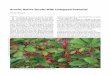 Aronia: Native Shrubs With Untapped Potentialarnoldia.arboretum.harvard.edu/pdf/articles/2010-67-3-aronia-native-shrubs-with...Aronia Genetics: Ploidy and apomixis published literature