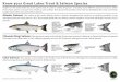 Know your Great Lakes Trout & Salmon Species...Know your Great Lakes Trout & Salmon Species Anglers on the Great Lakes have the opportunity to catch a variety of species - including