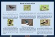 Birds of the HEEP - Home | Office of Sustainability...Birds of the HEEP Tree Swallow (Tachycineta bicolor) These swallows have plain white undersides and beautiful iridescent blue-green