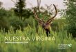 NU ESTRA VIRGINIA - The Nature Conservancy · 2020-03-07 · albergan algunas de las criaturas de agua dulce más raras del mundo. Locke Ogens, directora del estado de Virginia de