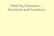 Fetal Pig Dissection Structures and Functions€¦ · Fetal Pig Dissection ... Circulatory System Aorta •Receives blood from LV and delivers it to the systemic circuit Abdominal