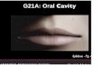 Cavity G21A: Oral - Anatomy Resources Morton.ppt.pdf · G21A: Oral Cavity David A Morton Syllabus - Pg. 6 ANAT 6010 Medical Gross Anatomy. Objectives • Oral cavity • Tongue •