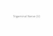 19-Trigeminal Nerve (V) - كلية الطبTrigeminal Nerve (V): Lesion •Loss of general sensation (hemianesthesia) from face and oral & nasal cavities •Loss of corneal reflex