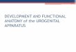 DEVELOPMENT AND FUNCTIONAL ANATOMY of the UROGENITAL APPARATUSdo.rsmu.ru/fileadmin/user_upload/lf/UROGENITAL_APPARATUS.pdf · •Juxtaglomerular apparatus - is involved in the regulation