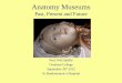 History of Anatomy Museums - Amazon S3 · Anatomy Museums Past, Present and Future Prof. Will Ayliffe Gresham College ... Anatomy and pathology were once in the public domain 