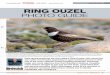 RING OUZEL PHOTO GUIDE - BirdGuides CDN · Ring Ouzel is a species that provokes a lot of interest, whether encountered in the field or discussed in photos. Over the years there has