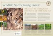 Wildlife Needs Young Forest - Virginia DGIF€¦ · right places, we help dozens of kinds of wild creatures, both rare and common, that need young forest Ð a type of habitat that