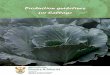 PProduction guidelines roduction guidelines ffor Cabbageor ... · Cabbage is believed to have evolved from a wild form native to Europe, grow - ing along the coast of the North Sea,
