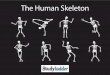 The Human Skeleton - Studyladder · The Human Skeleton. The bones in our skeletons are held together by connective tissues. Places where bones connect are called joints. Joints allow