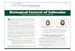 Biological Control of Saltcedar - Texas A&M Universitylubbock.tamu.edu/files/2015/06/Biological_Control_of_Saltcedar.pdf · Biological Control of Saltcedar The subtropical tamarisk
