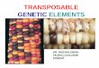 TRANSPOSABLE GENETIC ELEMENTSibpgcollegepanipat.com › wp-content › uploads › 2020 › 03 › ...Some genes move from place to place inserting themselves into a variety of locations,