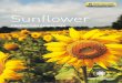 Sunflower - CNH Industrial · • Commonly sunflower is planted with ann interrow spacing of 70 or 75 centimetres. reducing spacing down to 40-45 centimetres can increase yield of