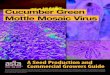 Cucumber Green Mottle Mosaic Virus › media › 162072 › cucumber-green...Cucumber green mottle mosaic virus (CGMMV) which was originally described in 1935, was first reported in