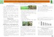 Apresentação do PowerPoint · 2012-10-16 · Cluster analysis to tiller age categories in continuously stocked marandu palisade grass fertilized with nitrogen Adenilson José Paiva1;