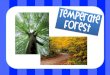 Temperate Forest - Mrs. Lyman's Second Grade Class Forest.pdf · Temperate Forest • The temperate forest is a habitat that has a lot of trees and four seasons. • Soil in the temperate