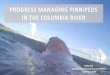 PROGRESS MANAGING PINNIPEDS IN THE COLUMBIA RIVER€¦ · of Extinction. Sea lions. Predation. Loss. EMERGING ISSUES. ... states, tribes, conservation groups and fishing groups •