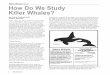 Killer Whale: Study How Do We Study Killer Whales? Killer Whale: Study Antarctic type C killer whales