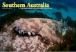 X-Ray Mag #82 | November 2017...of seahorses, pipefishes and pipe-horses, with these cute little critters abundant in southern waters. Syd-ney is home to a great number of seahorses,
