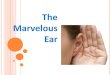 The Marvelous Ear - TeachEngineering...The Middle Ear The middle ear has three tiny bones called ossicles. The first bone is the hammer (malleus), which is connected to the inner wall