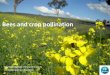 Bees and crop pollination - Plant Health Australia · Honey bees only associated with better fruit set in 14% of studies ... Ecology Letters . Agriculture as bee habitat The cropping