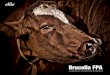 Brucella FPA - ellielab.com · Brucella FPA has been validated for testing samples of many species, among which are domestic ruminants, swine, cervids, bison, buffalo, camels, dogs
