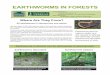 EARTHWORMS IN FORESTS - fpr.vermont.govfpr.vermont.gov/.../EarthwormsInForests_final.pdf · forests where the leaf litter is needles and acidic soils of conifer forests. Some species