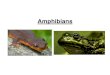 NOTES - Amphibians · • Amphibians are found all over the world – Due to their ectothermy, most species found ... – Includes salamanders and newts – Have a tail – Divergence
