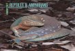 IRCF Reptiles & AmphibiAns...IRCF ReptIles & AmphIbIAns • Vol 18, no 1 • mAR 2011 3 basking in the alligator snapping Turtle, Macrochelys temminckii (Testudines: chelydridae) John