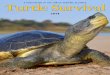 A PUBLICATION OF THE TURTLE SURVIVAL ... 20 | Alligator Snapping Turtle Update 22 | New Guinea Turtles