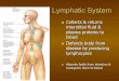 Lymphatic System - Mrs. Carey's Science Classroomimcarey.weebly.com/.../3/22833376/lymphatic___endocrine_system_notes_1.pdf · Lymphatic System n Collects & returns interstitial fluid