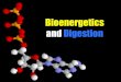 Bioenergetics and Digestion - Bio Resource Site · – The four main stages of food processing are ingestion, digestion, absorption, and elimination. – Digestion occurs in specialized