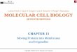 Molecular Cell Biology 6/e - KOCWcontents.kocw.net/KOCW/document/2016/pusan/kanghosung/8.pdf · 2016-09-09 · moved, by an unknown mechanism, to the nucleus (Figure 12-21 Molecular
