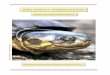 ZAMBIA SAFARI 2015 HERPETOLOGISCH REISVERSLAG · 2016-02-08 · * Branch, B. (2005): A Photographic Guide to the Snakes and other Reptiles and Amphibians of East Africa. * Branch,