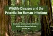 Wildlife Diseases and the Potential for Human …...Wildlife Diseases and the Potential for Human Infections Claire Butkus - Veterinary Student ODFW Extern Wildlife Control Operator