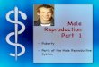 Male Reproduction Part 1 - Mr. Rehain'S WEBSITE...Penis Enlarges Testicles Enlarge Develop Ability to Ejaculate Semen Parts of Male Reproductive System Parts of Male Reproductive System