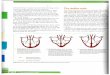 Ch 9 mammalian heart - Ms. Campbellecampbellasuprep.weebly.com/.../6/21963610/ch_9_mammalian_hea… · Figure 9.7 How the heart valves function. the presence of the semilunar valves,
