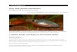 Rosy Barb (Pethia conchonius - fws.gov · Rosy Barb (Pethia conchonius) Ecological Risk Screening Summary U.S. Fish and Wildlife Service, ... The rosy barb is also established in