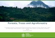 Forests, Trees and Agroforestry - Home | Food and ... · Forests, Trees and Agroforestry Christopher Martius, Anja Gassner, Ramni Jamnadass, Margaret Kroma, Robert Nasi, Meine 