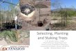 Selecting, Planting and Staking Trees...Selecting, Planting and Staking Trees U.K. Schuch1 and J.J. Kelly2 1Plant Sciences Department and 2Pima County Cooperative Extension, University