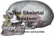 The Skeletal System - Doral Academy Preparatory …...2012/10/30  · Parts of the skeletal system Bones (skeleton) Joints Cartilages Ligaments (bone to bone)(tendon=bone to muscle)