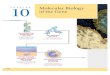 10CHAPTER Molecular Biology of the Gene180 10CHAPTER Molecular Biology of the Gene BIG IDEAS The Structure of the Genetic Material (10.1–10.3) A series of experiments established