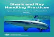 Shark and ray handling practices · first when releasing sharks, rays and other large fish. Wear gloves and avoid working around the jaws of sharks and tails of rays. • Keep animals