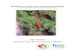 Strawberry poison dart frog breeding habitat · 1" " Strawberry poison dart frog breeding habitat A study on Oophaga pumilio and their tadpole rearing sites!! Cover photo: Oophaga