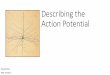 Describing the Action Potential - University of Colorado Boulderdosequis.colorado.edu/Courses/MethodsLogic/Docs/Hodgkin... · 2015-05-06 · action potential. Loligo forbesii (veined