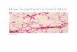 How to perform a Gram Stain - Weeblyjasleensingh.weebly.com/.../24302147/how_to_perform_a_gram_stai… · retrieved from their specific medias. When using microorganisms from solid