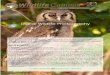 Digital Wildlife Photography Wildlife Photograpآ  Digital Wildlife Photography Course type: Online Course
