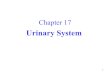 Chapter 17hhh.gavilan.edu/jcrocker/documents/Ch17-20Rev.pdf · Chapter 17 Urinary System. 2 Introduction A. ... Urine Elimination A.After forming in the nephrons, urine passes from
