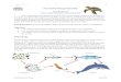 Sea Turtle Energy Pyramid - Conservation Tales€¦ · Green Turtle Food Webs Now it is your turn to draw two food webs – one for an immature green turtle that eats a carnivorous